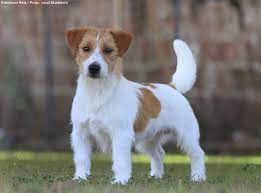 Jack Russell Terrier Monotonia Zero Revista Caes Cia