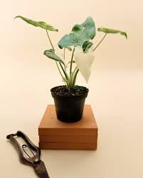 Image result for Ozoroa nitida