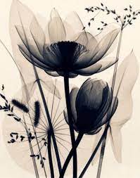 X Ray Art Photography More Pins Like This At Fosterginger Pinterest Framed Art Prints Xray Flower Flower Art