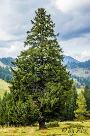Die gemeine Fichte (Picea abies) – Andi + Alex