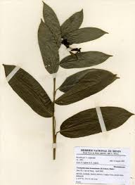 Image result for Sarcophrynium brachystachyum