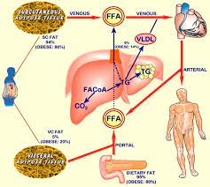 Clinical Problems Caused By Obesity Endotext Ncbi Bookshelf