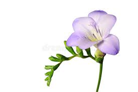 Purple Freesia Flower Isolated On White Stock Photo Image Freesia Flowers Fresia Flower Flowers