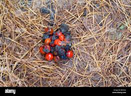 Image result for marten poop