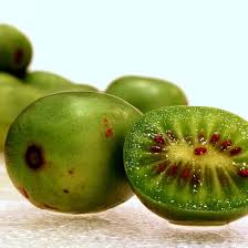 Image result for Actinidia