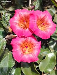 Image result for Stictocardia