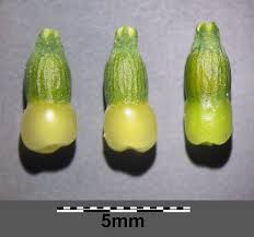 Image result for Thesium ussanguense