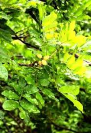 Image result for Pancovia golungensis