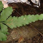 Image result for Asplenium macrophlebium