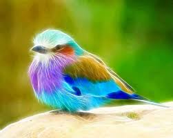 Beautiful birds of the world added a new... - Beautiful birds of the world  | Facebook
