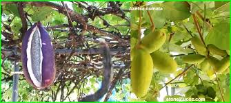 فاكهة اكيبيا كويناتا akebia quinata قسم الفواكه النبات معلومات نباتية وسمكية معلوماتية eggplant 18th vegetables
