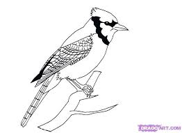 100+ vectors, stock photos & psd files. Back From How Draw Bird The Blue Jay Example Home Page Hd Bird Sketch Bird Drawings Blue Jay