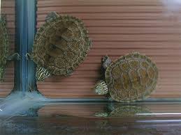 العناية بالسلحفاة المائية