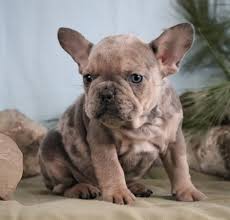 The french bull dog club of america would like to clarify what our standard lists as acceptable colors and disqualifying colors. Adorable Uniquely Colored Akc French Bulldog Puppies Frenchieforsale Frenchie4sale Frenchbulldogfors Bulldog Puppies French Bulldog Puppies French Bulldog