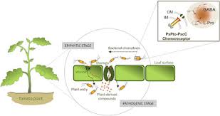 Image result for Pseudomonas syringae