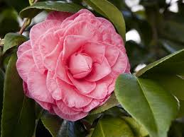 Camellia Japonica Pink Diddy U S 1950 Pink Flower Photos Camellia Pink Flowers