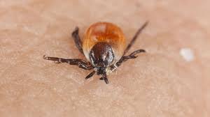 Zecken Losen Bei Vielen Menschen Panik Aus Denn Die Blutsauger Konnen Krankheiten Ubertragen Vor Allem Vor Infektionen Mit Borreliose Und Fru Com Imagens Insetos