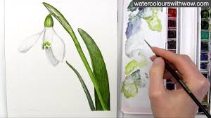 Browse 7,622 snowdrop flower stock photos and images available, or search for snow drop flower or winter aconite to find more great stock photos and pictures. How To Paint A Realistic White Snowdrop Flower In Watercolor By Anna Mason Youtube
