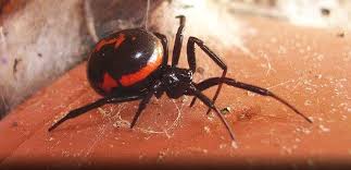 You get tender lumps in your groin or armpits. Pest Advice For Controlling False Black Widow Spiders