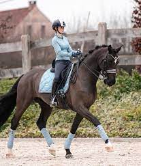 It included saddle pads, matching bonnet, bandages, jacket, gilet and head collar set. Equestrian Stockholm Steel Blue In 2021 Cute Horses Horses Pretty Horses