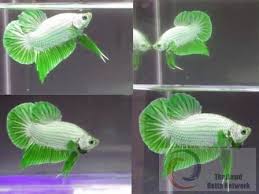 A Very Rare Lime Green White Betta Forgot The Kind It Is Betta Fish Betta Fish