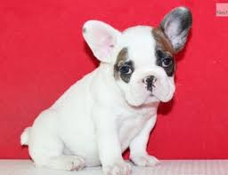 We offer some of the finest french bulldogs in the united states. French Bulldog Puppies Sale Phoenix Az 3322 Hoobly Us