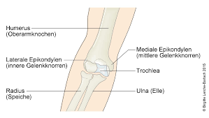 This tutorial covers basic features of the anatomy of the radius and ulna bones. Ellenbogenfraktur Caput Radii Deximed