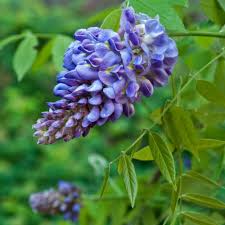 Image result for Wisteria