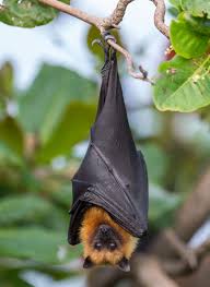 Large Flying Fox Pteropus Vampyrus By Sam Oht Ekpil Fox Bat Animals Wild Australian Animals