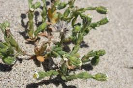 Image result for Crotalaria capensis