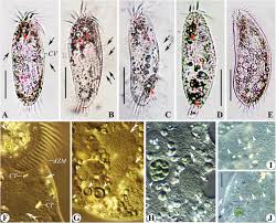 Image result for Physotrichia