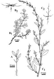 Image result for Polygonum aviculare