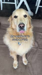 Sorry Mom 😬 I let you down again #sorrymom #mymomismadatme #dogsoftiktok  #funnydog #funnydogvideos #fyp #siristory #funny #petsoftiktok #funnydog