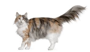 We did not find results for: Norwegian Forest Cat Price Mainecoon Companion