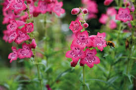 Image result for Penstemon