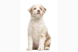 Puppy training is essential for dog owners. Puppy Training In Denver Offering In Home Training And Board And Train