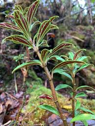 Image result for Psydrax martinii