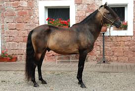 Never miss horse ads again! Paso Peruano Ein Gangwunder Aus Peru Pferdemagazin