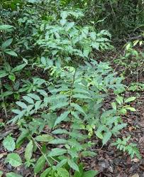 Image result for Trichoscypha lucens