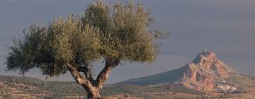 Tunisia Expects Record Setting Harvest Monument Valley Natural Landmarks Monument