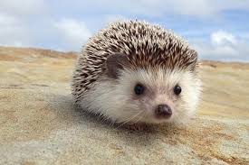 Image result for hedgehog