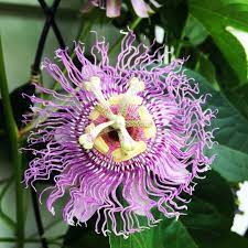 Inspiration Is Everywhere In My Photo Album C Mon Spring Passionflower Nofilter Colors Of Day Passion Flower Flowers Fragrant Flowers