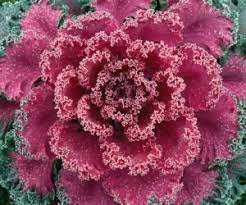 Maybe you would like to learn more about one of these? Winter Plants For North Texas Landscape Design Fallas Landscape Ltd Lawn Care And Maintenance