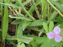 Image result for Murdannia semiteres