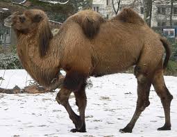 Un dia de perro is a lost or wasted day when you just can't be bothered, and it. Camel Wiktionary