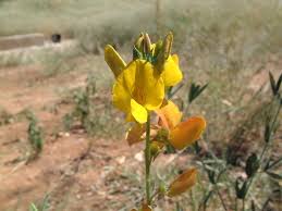 Image result for Crotalaria podocarpa