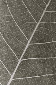 Wählen sie aus erstklassigen inhalten zum thema leaf x ray in höchster qualität. Photo Of Dry Leaf Background Closeup Id 118632452 Royalty Free Image Stocklib