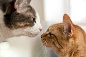 How to introduce a kitten to a cat in 5 easy steps. How To Introduce A Kitten To Your Cat At Home