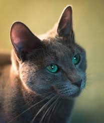 Russian blue kitten first exhibited at london's crystal palace in 1875 as the archangel cat, the original russian blue competed with all other blue cats. 10 Russian Blue Cat Facts Mom Com