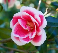Christmas Carol Camellia Southern Living Plants Southern Living Plants Southern Living Plant Collection Plant Collection